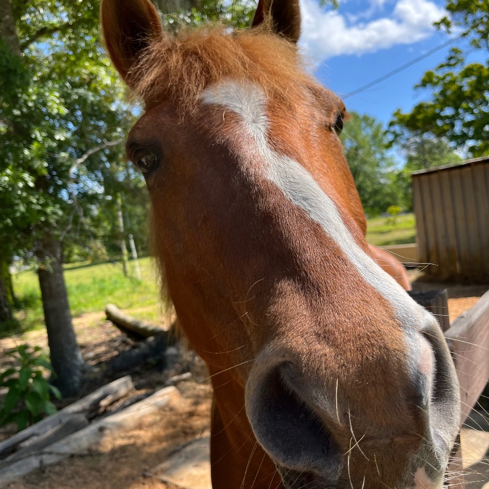 Meet your Posher, Kenzie